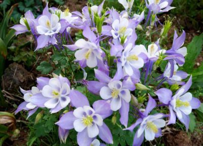 耧斗菜是多年生还是一年生 属于几年生植物