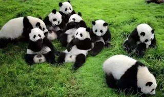 大熊猫寿命一般是多少 大熊猫的简介
