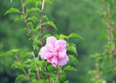 桑叶牡丹生长习性 桑叶牡丹的养殖方法和注意事项有哪些