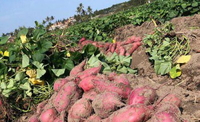 红薯怎么施肥能达到高产 种植扦插红薯高产追肥技术