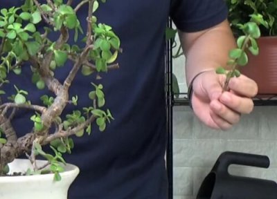 修剪对于养花的好处 花卉整形修剪的作用