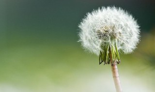 蒲公英什么时候开花的 蒲公英开花时间