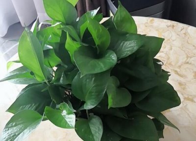 室内植物多久浇一次水 室内植物多长时间浇一次水