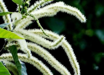 毛毛虫花开花时间 毛毛虫花怎么养才开花