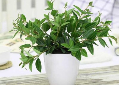 家里养翠兰有什么禁忌 放哪里合适