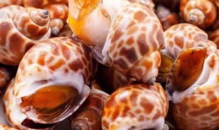 海螺应该怎样保存 海螺保存方法及注意事项