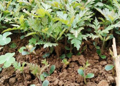 杨梅发芽环境 杨梅子怎么发芽快