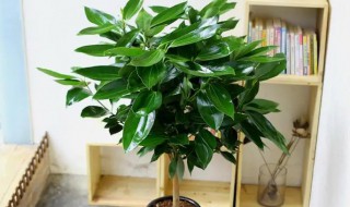 平安树冬天怎么养才能活 平安树冬天如何养才能活