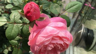 粉色月季品种大全名字及图片 20款粉色月季甜蜜来袭