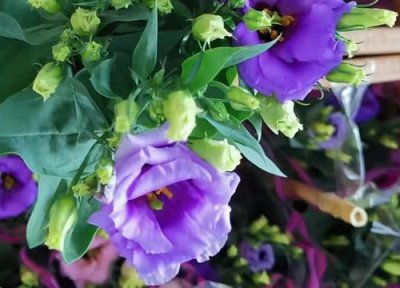 无刺玫瑰花是什么品种 洋桔梗被称为不带刺玫瑰花吗