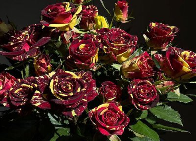 多头玫瑰插瓶的养法 多头玫瑰怎么插花瓶好看