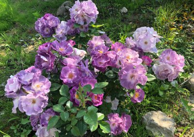 蓝色梦想月季优缺点 灌木蓝色梦想花期长 在广东耐热