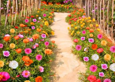 代表光明和希望的花 象征阳光与希望的花有哪些