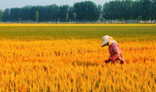 养殖新手需要注意什么 养殖新手值得注意的地方