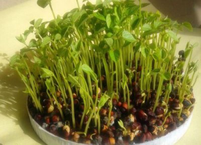 赤豆发芽环境 赤豆怎么发芽快