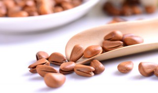 松子适合什么季节播种 松子播种的季节