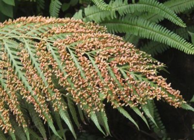 狗脊是国家保护植物吗 狗脊属于国家保护植物吗