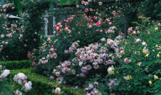 月季盆栽冬天怎么养 月季冬天怎么养护