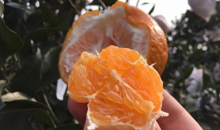 耙耙柑怎样挑是甜的 如何挑选耙耙柑