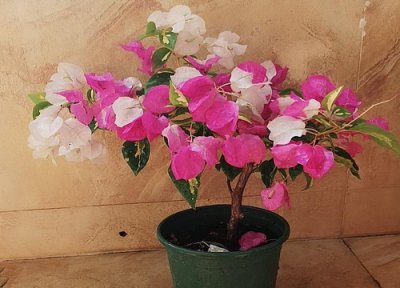 三角梅在夏季高温下怎样养 高温天三角梅如何养护颜色漂亮