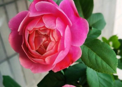 月季如何养爆盆 冬季怎么养月季能开爆盆