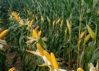 登海533玉米品种介绍 登海533种子产量审定公告