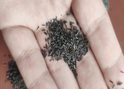 黑心菊种子播种时间 黑心菊种子什么时候播种最好