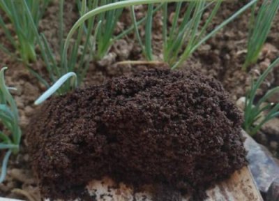 蟹爪兰开花能浇水施肥吗 蟹爪兰浇灌这些肥水花开爆满