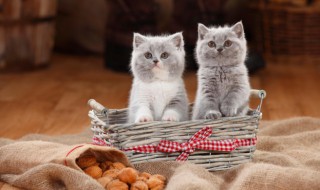 小猫喜欢吃什么食物 小猫喜欢吃哪些食物