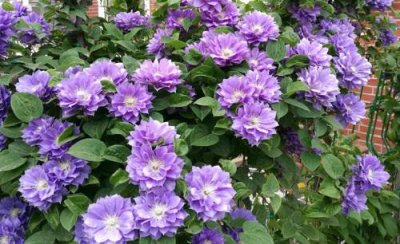 阳台上养什么花和植物好看 室内阳台栽什么花好养漂亮