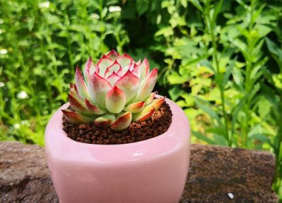 多肉花月夜开花怎么办 夏天多肉花月夜怎么浇水