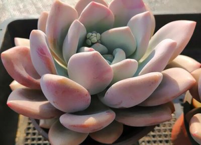 多肉奥普琳娜的养殖方法 多肉奥普琳娜的养殖方法和注意事项