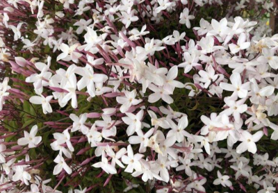 素馨花特点 素馨花的功效与作用