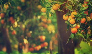 海南适合养什么盆栽果树 海南适合养哪些盆栽果树
