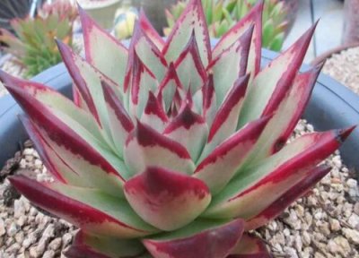 多肉植物花剑要剪掉吗 东云多肉长花剑要掐吗