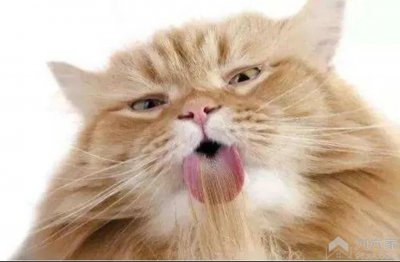 猫咪呕吐怎么回事是什么原因 猫咪呕吐怎么办如何治疗详解