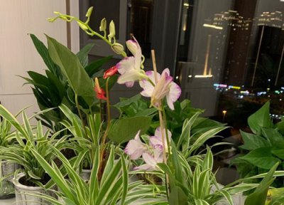 石斛长了高芽怎么养护 石斛兰长出高芽之后该如何处理