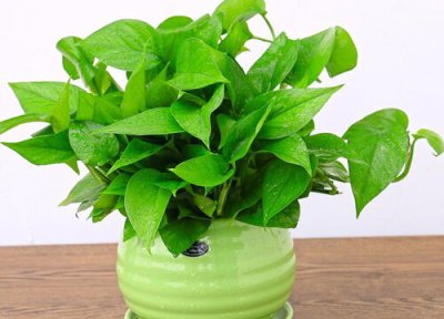 绿萝怎么养才会长得快很茂盛 注意家里养绿萝的禁忌