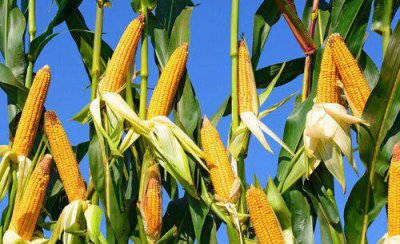 玉米主要病虫害的病症及防治措施 种玉米注意什么病虫害