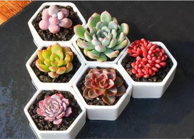 多肉植物什么时候换盆最好 在什么季节换盆合适