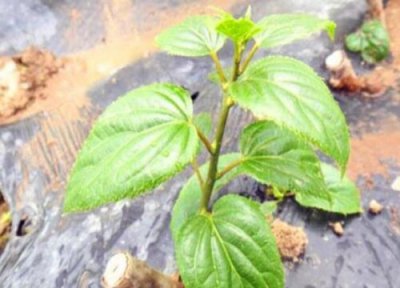 猕猴桃扦插时间和方法 猕猴桃冬季扦插生根时间