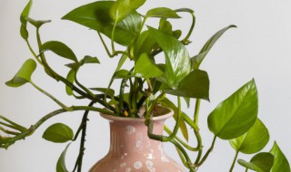 绿萝怎么养才长得好呀 绿萝如何养