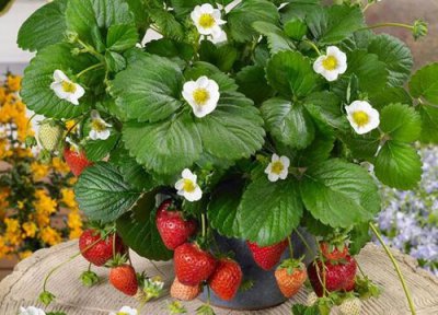 草莓多久浇一次水合适 草莓几天浇一次水比较好