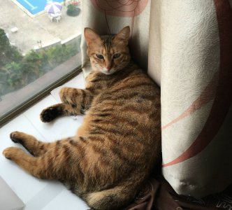 猫咪会想念主人吗 主人去上班猫咪想念主人的5大表现