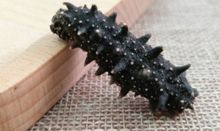 海参放久了还能吃吗 海参放久了还可以食用吗