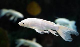 鱼类养殖有什么方法 鱼类养殖的方法介绍