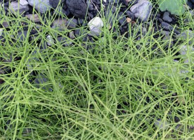 节节草泡水喝 节节草可以泡水喝吗