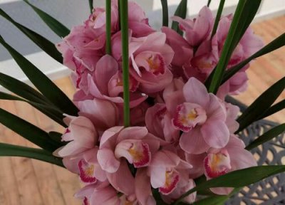 大叶蕙兰花怎么换盆 大花蕙兰换盆时间和方法