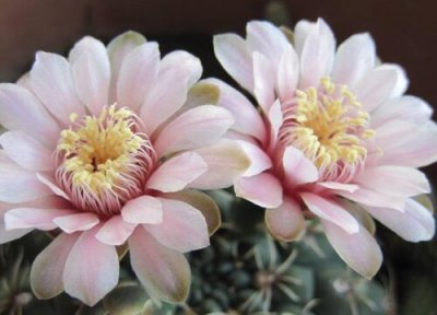 绯花玉一年开几次花 花期月份与时间