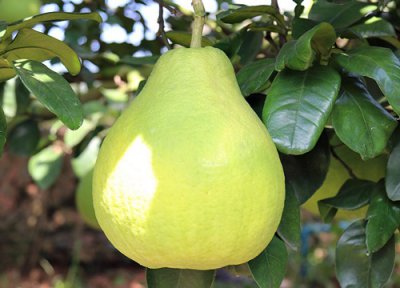 泰国青柚成熟时间 泰国青柚什么时候成熟